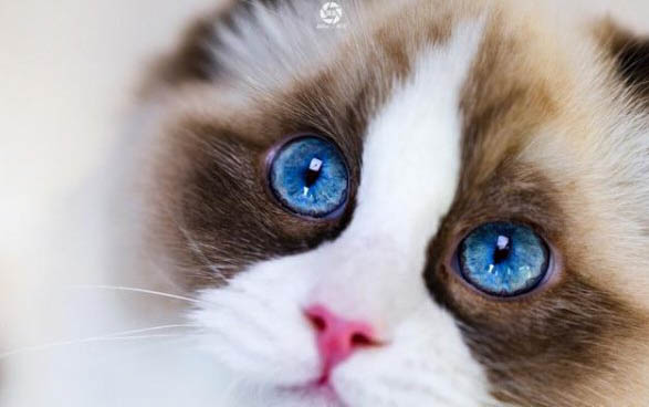 猫咪眼屎多红褐色？