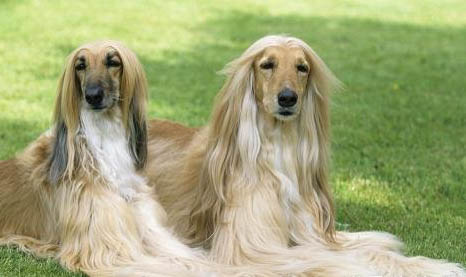 阿富汗猎犬太瘦原因
