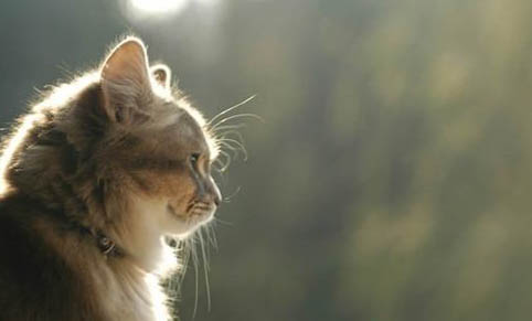 猫咪鼻支炎的症状表现有哪些