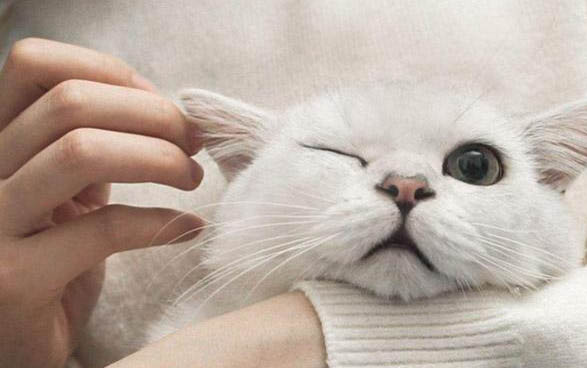 猫咪怀孕期间可以治疗猫癣么