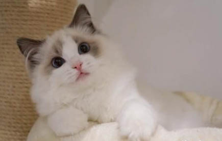清除猫咪牙结石的小妙招