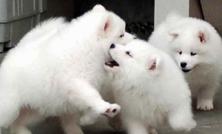 为什么狗狗怕水不敢出门呢