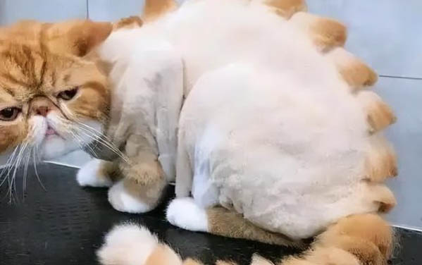 猫咪不尿尿是什么原因