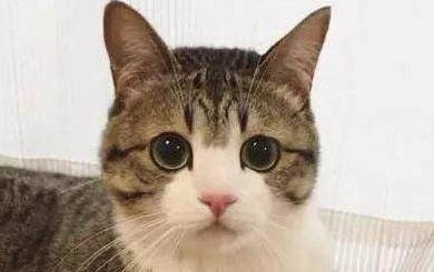 夏天猫咪食欲下降怎么回事