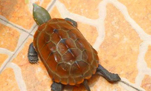 草龟和花龟的区别是什么
