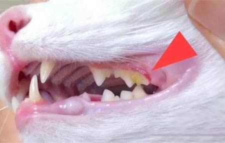 小猫分开多久会不认识主人