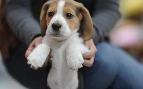 如何训练比特犬叼东西