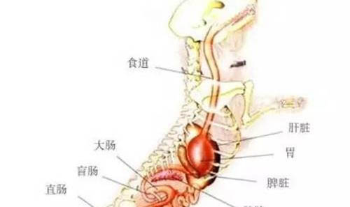 狗能吃棒棒糖吗
