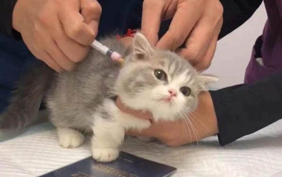 猫咪为什么要突然躲在角落里