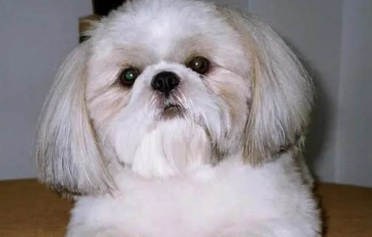 西施犬体臭原因及解决办法