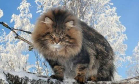 西伯利亚森林猫优缺点