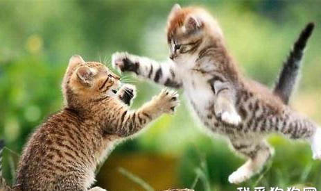公猫母猫之间为什么会打架
