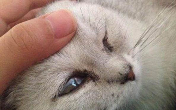 猫耳朵里面有脓是咋回事