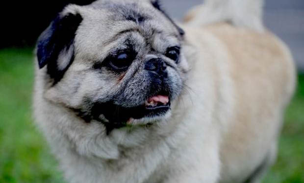 如何训练巴哥犬