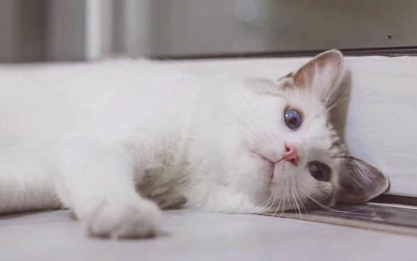小猫大便出血不拉屎有血怎么回事