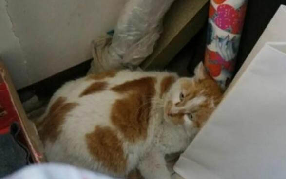 猫突然抽搐然后没事