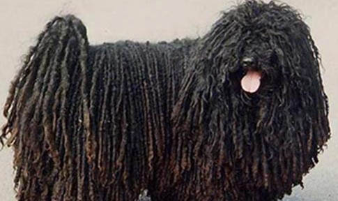 可蒙犬半夜突然叫的原因及处理方法