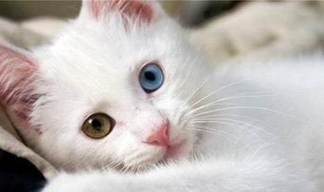 波斯猫眼睛颜色怎样