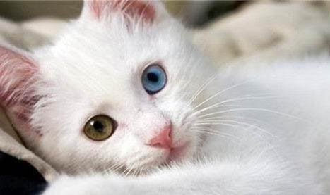 波斯猫喂养注意事项是什么