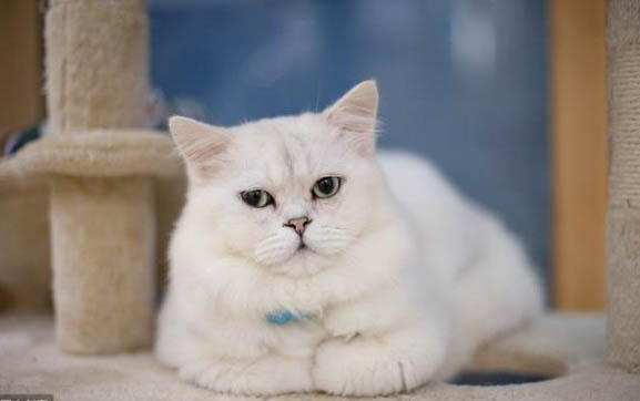 猫咪毛色变浅是什么原因