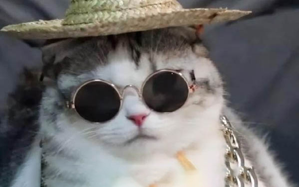 猫能不能吃芒果啊