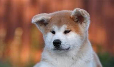 纯种秋田犬柴犬和纯种秋田犬有什么区别