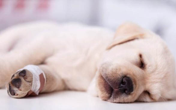 五个月大的狗急性肠炎症状有哪些
