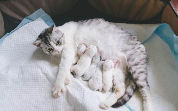 母猫闹猫难受吗