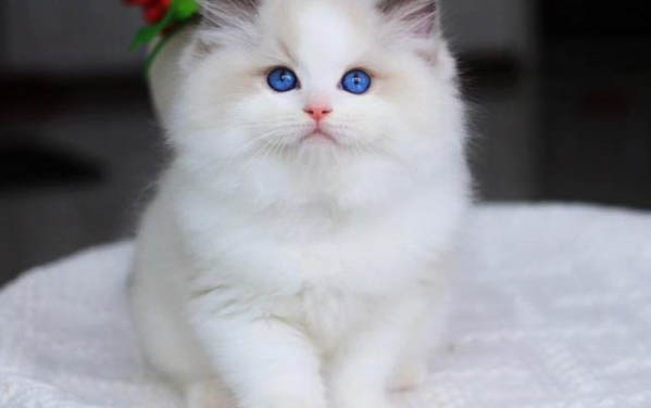 小猫害怕求饶的表现是什么