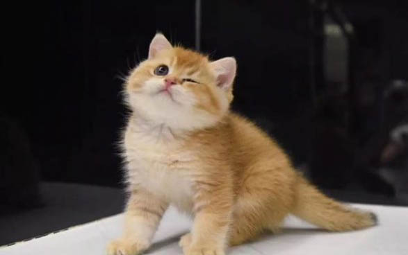 最适合家养的有哪些猫咪