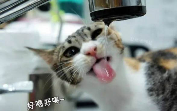 猫咪吃多了吐怎么办?