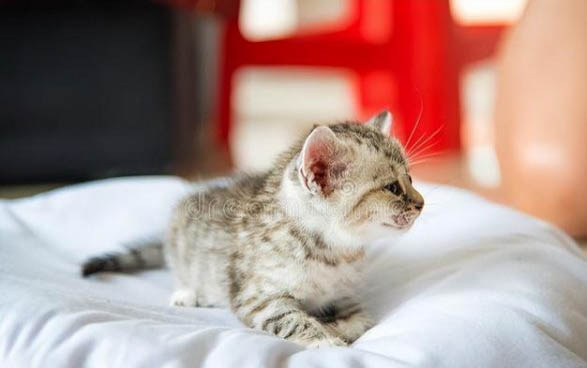 小猫拉稀能自愈吗?