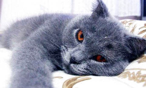 猫咪吃啥吐啥还拉稀是怎么回事?