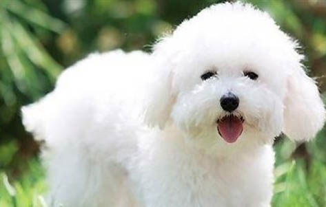 比熊犬发胖的原因都有哪些