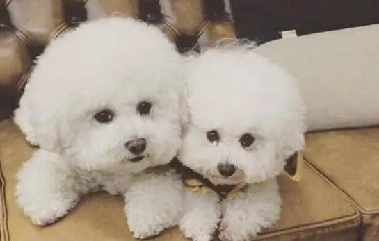 比熊犬幼犬的喂养方法