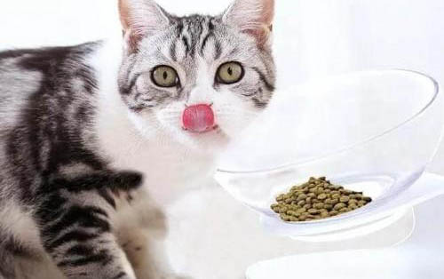猫咪肾衰竭可以吃什么肉食