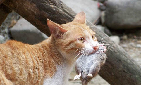 猫吃了老鼠药多久会死