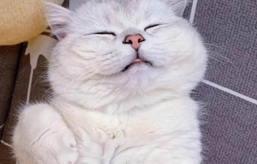 猫尿床了怎么清洗?