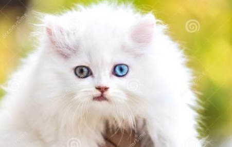 猫传腹死亡前会不会吐黄水