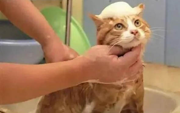 猫咪单侧鼻孔流鼻涕