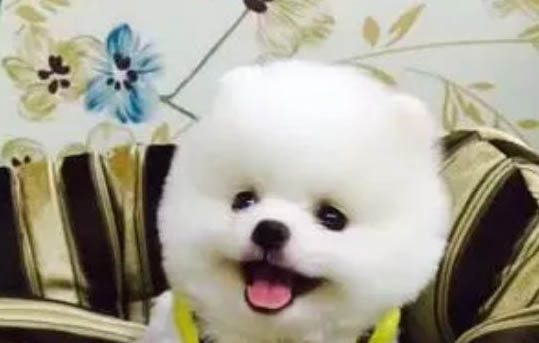 宠物店给狗洗澡多少钱