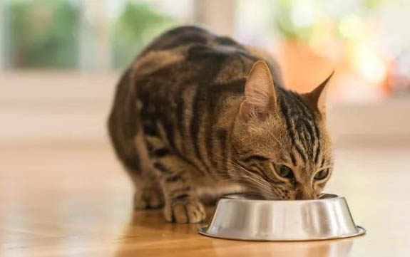 猫爱吃塑料袋是什么原因引起的