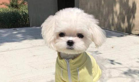 狗狗驱虫后多久可以洗澡