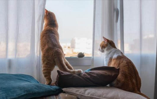 猫跑出去了会不会自己找回来