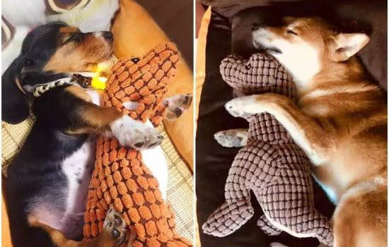 狗狗五天不吃饭只喝水
