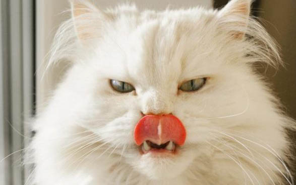 请问猫咪呕吐的原因及处理方法?