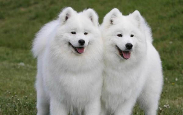 萨摩耶幼犬如何饲养