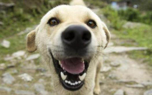 哪里有金毛幼犬出售