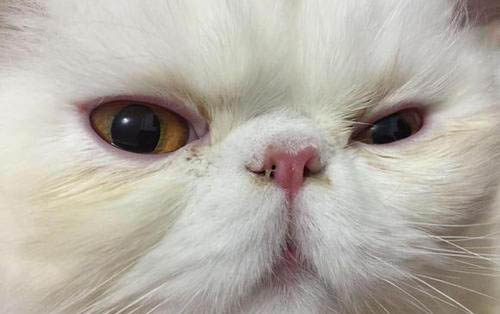 猫咪打哪个部位长记性?