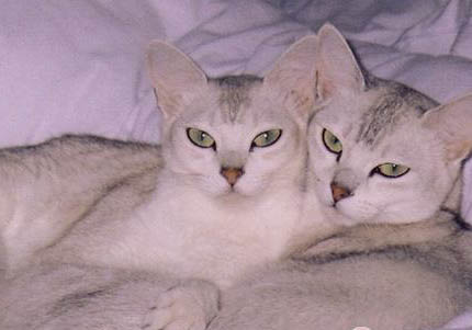 波米拉猫打嗝的原因及处理方法